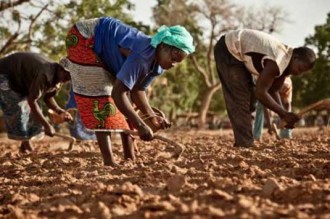 Burkina Faso : 8,5 millions de tonnes de production agricole escomptées pour la campagne 2013-2014 